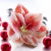 Van Zyverden Amaryllis Red Popov Flower Bulb With Artisan Decorative Planter -Artificial Flowers Sale GUEST 049264d9 a0df 4fae a2ee af89c8930e06