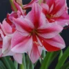 Van Zyverden Amaryllis Pink Flower Bulb With Artisan Decorative Planter -Artificial Flowers Sale GUEST 09794510 2d46 4dff afe7 4aae3f5e0ade