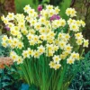 Van Zyverden 46ct Bulbs Multicolored Unison Spring Blooming Patio Planter Set -Artificial Flowers Sale GUEST 0a7fd89f 60f9 4f86 8b44 8cdad490061a