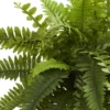 20" X 14" Artificial Boston Fern Plant In Decorative Planter Brown - Nearly Natural -Artificial Flowers Sale GUEST 178b2563 325d 40c5 8e9e 7b323bc52da1