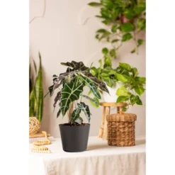 Live Alocasia Polly Elephant Ear Plant In 6" Standard Black Planter -Artificial Flowers Sale GUEST 1a57a8e3 283f 4f4f 85a1 bf09f6a06207