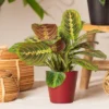 Live Red Maranta Prayer Plant In 4" Planter