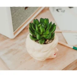 Silver Buffalo The Golden Girls Rose 3.25-Inch Ceramic Mini Planter With Artificial Succulent 10 Silver Buffalo The Golden Girls Rose 3.25-Inch Ceramic Mini Planter With Artificial Succulent -Artificial Flowers Sale GUEST 21e9dfff 5eeb 4c30 a86c 9ca878600641