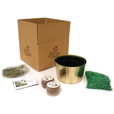 10ct Narcissus Paperwhite Kit Ziva With Iron Brass Fluted Pan Planter - Van Zyverden 4 10ct Narcissus Paperwhite Kit Ziva With Iron Brass Fluted Pan Planter - Van Zyverden - Image 2