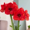 Van Zyverden Fast Track Amaryllis Bulb Kit Hypersonic With XL Artisan Decorative Planter -Artificial Flowers Sale GUEST 2ae43e52 cc55 4c56 bbc9 454783d5940a