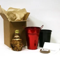 Van Zyverden Amaryllis Red Lion Flower Bulb With Artisan Decorative Planter 6 Van Zyverden Amaryllis Red Lion Flower Bulb With Artisan Decorative Planter -Artificial Flowers Sale GUEST 3b7f9c83 784e 48d0 8eb9 deb1123b403e