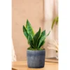 Live Sansevieria Snake Plant In Repose Rustic Stone Planter -Artificial Flowers Sale GUEST 429bc152 985f 4c6f 8bd2 498331a41a55