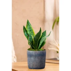 Live Sansevieria Snake Plant In Repose Rustic Stone Planter