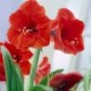 Van Zyverden Amaryllis Red Lion Flower Bulb With Artisan Decorative Planter -Artificial Flowers Sale GUEST 4d40de06 b518 4e4f b3d1 33d9a0c2f977