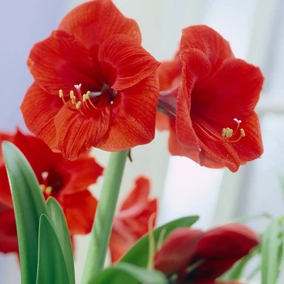 Van Zyverden Amaryllis Red Lion Flower Bulb With Artisan Decorative Planter 2 Van Zyverden Amaryllis Red Lion Flower Bulb With Artisan Decorative Planter