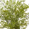 13" X 16" Artificial Maiden Hair Plant In Decorative Planter - Nearly Natural 1 13" X 16" Artificial Maiden Hair Plant In Decorative Planter - Nearly Natural -Artificial Flowers Sale GUEST 528df563 fc70 4ba8 945a 7287ad0b62f5