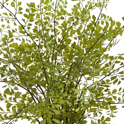 13" X 16" Artificial Maiden Hair Plant In Decorative Planter - Nearly Natural 3 13" X 16" Artificial Maiden Hair Plant In Decorative Planter - Nearly Natural