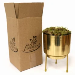 Amaryllis Double Dream Preplanted Bulb With Brass Finish Iron Planter And Stand - Van Zyverden 7 Amaryllis Double Dream Preplanted Bulb With Brass Finish Iron Planter And Stand - Van Zyverden -Artificial Flowers Sale GUEST 54b4cb8e feb9 4e0e ad14 7216fa24d3b9