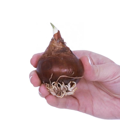 10ct Narcissus Paperwhite Kit Ziva With Iron Brass Fluted Pan Planter - Van Zyverden 3 10ct Narcissus Paperwhite Kit Ziva With Iron Brass Fluted Pan Planter - Van Zyverden