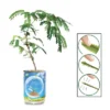 Collections Etc Touchy Mutchy Plant Planter Can Growing Kit 2.5 X 2.5 X 3.75 -Artificial Flowers Sale GUEST 597cbec6 e0d9 496e 9b70 bc5801d22e25