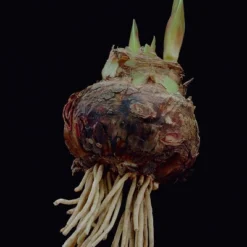 Van Zyverden Amaryllis Pink Flower Bulb With Artisan Decorative Planter -Artificial Flowers Sale GUEST 7580982a c45e 49ec bd7b d08b77e0a4e1 2