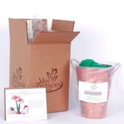 Van Zyverden Amaryllis Red Popov Flower Bulb With Artisan Decorative Planter -Artificial Flowers Sale GUEST 88850e9d 516b 40d0 9415 49799eb90ad0