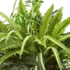 23" X 22" Artificial Fern Plant In Terracotta Planter - Nearly Natural -Artificial Flowers Sale GUEST 939039d1 30d7 4176 88d8 924e9c33c0f0