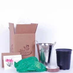 Van Zyverden Amaryllis Pink Flower Bulb With Artisan Decorative Planter -Artificial Flowers Sale GUEST 99485770 53ce 4ec4 81c8 c468ddf30e6c