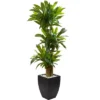 Nearly Natural 5.5-ft Corn Stalk Dracaena With Black Wash Planter -Artificial Flowers Sale GUEST 9b76e1b7 8f1b 4303 977c 8951fed17524