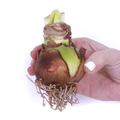 Amaryllis Red Preplanted Bulb With Red Cache Ceramic Planter - Van Zyverden 4 Amaryllis Red Preplanted Bulb With Red Cache Ceramic Planter - Van Zyverden - Image 2