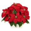 Nearly Natural Poinsettia With White Wash Planter Artificial Arrangement -Artificial Flowers Sale GUEST a7084336 63dc 4c4e aa8a 902d4338c1b2