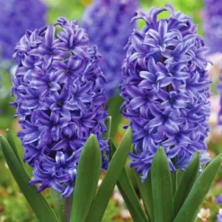 Van Zyverden 41ct Bulbs Affinity Multicolored Spring Blooming Patio Planter Set 8 Van Zyverden 41ct Bulbs Affinity Multicolored Spring Blooming Patio Planter Set -Artificial Flowers Sale GUEST b515f7be b078 44ec 96b9 cd76acb7ff4b