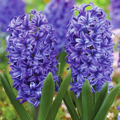 Van Zyverden 41ct Bulbs Affinity Multicolored Spring Blooming Patio Planter Set 5 Van Zyverden 41ct Bulbs Affinity Multicolored Spring Blooming Patio Planter Set - Image 3