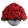Nearly Natural Giant Poinsettia Arrangement With Decorative Planter 2 Nearly Natural Giant Poinsettia Arrangement With Decorative Planter -Artificial Flowers Sale GUEST bf61cfdb 04c1 4932 b04e 46393816031f