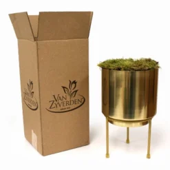 9ct Narcissus Paperwhite Inbal Preplanted Bulb With Iron Brass Finish Large Planter And Stand - Van Zyverden -Artificial Flowers Sale GUEST c4190a6e 7ec5 43b5 87cb 4632d5f77849