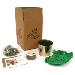 Amaryllis Pink Kit Minerva With Iron Brass Fluted Planter - Van Zyverden 7 Amaryllis Pink Kit Minerva With Iron Brass Fluted Planter - Van Zyverden -Artificial Flowers Sale GUEST cf147812 4bb3 4c94 8882 edc0e880ab75