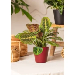 Live Red Maranta Prayer Plant In 4" Planter -Artificial Flowers Sale GUEST d07f1dfa 503d 489d 91e3 790d90b4ea8e