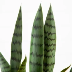 Nearly Natural 2-ft UV Resistant Artificial Sansevieria Snake Plant In White Decorative Planter (Indoor/Outdoor) 6 Nearly Natural 2-ft UV Resistant Artificial Sansevieria Snake Plant In White Decorative Planter (Indoor/Outdoor) -Artificial Flowers Sale GUEST d96dbf73 dd98 451e a708 9dfba7b750f9