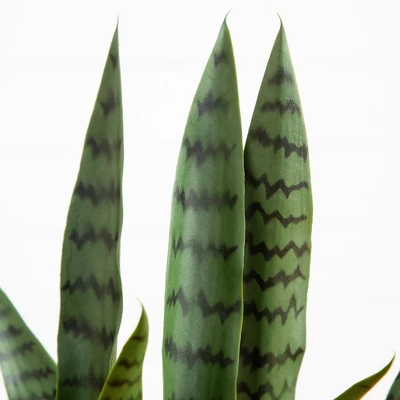 Nearly Natural 2-ft UV Resistant Artificial Sansevieria Snake Plant In White Decorative Planter (Indoor/Outdoor) 4 Nearly Natural 2-ft UV Resistant Artificial Sansevieria Snake Plant In White Decorative Planter (Indoor/Outdoor) - Image 2