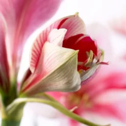 Van Zyverden Amaryllis Pink Flower Bulb With Artisan Decorative Planter -Artificial Flowers Sale GUEST ed20b9b0 5a57 4552 8d9b e48d75e3a236