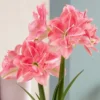 Van Zyverden Fast Track Amaryllis Bulb Kit Double Time With XL Artisan Decorative Planter -Artificial Flowers Sale GUEST f3ddcf62 03a7 4251 bb06 239794b9875f