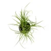 Ponytail Palm In 3" Planter - National Plant Network -Artificial Flowers Sale GUEST fae1edca 6616 4136 accf 449cdf5abad8